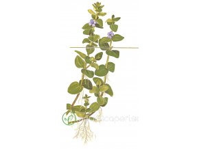 Bacopa caroliniana (Delenie rastlín Tropica - 1­2­GROW! ­ Laboratórne pestované rastliny)