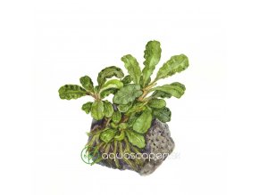 Bucephalandra 'Wavy Green' (Delenie rastlín Tropica - na lávovom kameni - XL)