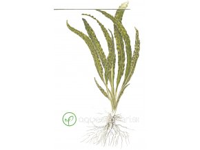 Cryptocoryne crispatula (Delenie rastlín Tropica - 1­2­GROW! ­ Laboratórne pestované rastliny)