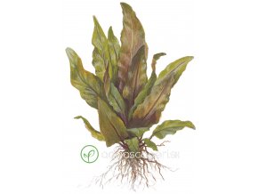 Cryptocoryne undulata 'Broad Leaves' (Delenie rastlín Tropica - Košík)