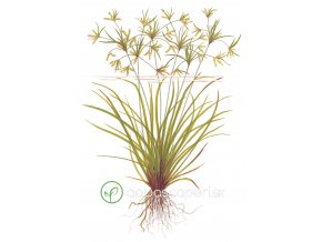 Cyperus helferi (Delenie rastlín Tropica - Košík)