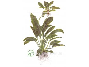 Echinodorus 'Ozelot Green' (Delenie rastlín Tropica - XL košík)