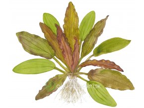 Echinodorus 'Red Diamond' (Delenie rastlín Tropica - Košík)