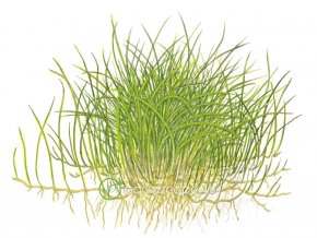 Eleocharis pusilla 'Mini' (Delenie rastlín Tropica - 1­2­GROW! ­ Laboratórne pestované rastliny)