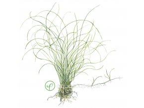 Eleocharis parvula (Delenie rastlín Tropica - Košík)