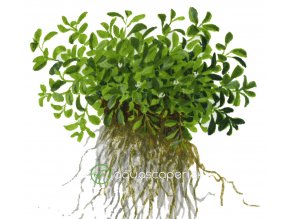 Glossostigma elatinoides (Delenie rastlín Tropica - 1­2­GROW! ­ Laboratórne pestované rastliny)