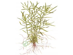 Heteranthera zosterifolia (Delenie rastlín Tropica - 1­2­GROW! ­ Laboratórne pestované rastliny)