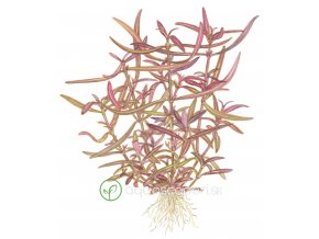 Hygrophila 'Araguaia' (Delenie rastlín Tropica - 1­2­GROW! ­ Laboratórne pestované rastliny)