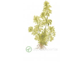 Limnophila sessiliflora (Delenie rastlín Tropica - košík v samostatnom balení)