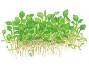 Marsilea crenata (Delenie rastlín Tropica - 1­2­GROW! ­ Laboratórne pestované rastliny)