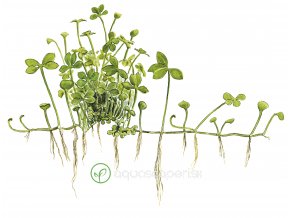 Marsilea hirsuta (Delenie rastlín Tropica - 1­2­GROW! ­ Laboratórne pestované rastliny)