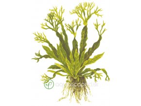 Microsorum pteropus 'Windeløv' (Delenie rastlín Tropica - na dreve s prísavkou)