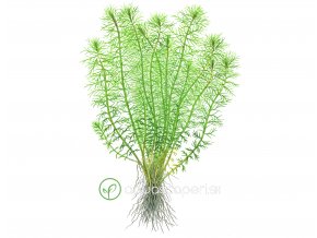 Myriophyllum 'Guyana' (Delenie rastlín Tropica - 1­2­GROW! ­ Laboratórne pestované rastliny)