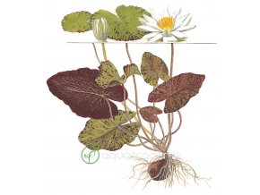 Nymphaea lotus (Delenie rastlín Tropica - Košík)