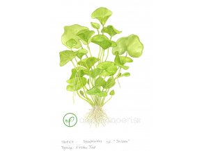 Nymphoides hydrophylla 'Taiwan' (Delenie rastlín Tropica - 1­2­GROW! ­ Laboratórne pestované rastliny)