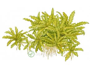 Pogostemon helferi (Delenie rastlín Tropica - na lávovom kameni - XL)