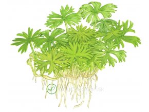 Ranunculus inundatus (Delenie rastlín Tropica - 1­2­GROW! ­ Laboratórne pestované rastliny)
