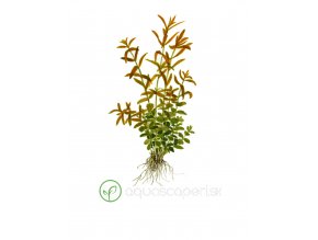 Rotala rotundifolia (Delenie rastlín Tropica - 1­2­GROW! ­ Laboratórne pestované rastliny)