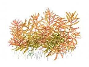 Rotala 'Vietnam H'ra' (Delenie rastlín Tropica - 1­2­GROW! ­ Laboratórne pestované rastliny)