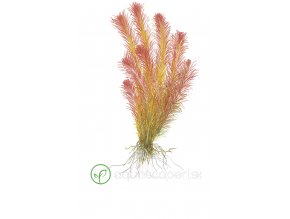 Rotala wallichii (Delenie rastlín Tropica - 1­2­GROW! ­ Laboratórne pestované rastliny)