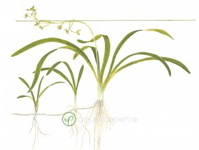 Sagittaria subulata (Delenie rastlín Tropica - 1­2­GROW! ­ Laboratórne pestované rastliny)