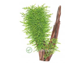 Taxiphyllum 'Spiky' (Delenie rastlín Tropica - 1­2­GROW! ­ Laboratórne pestované rastliny)