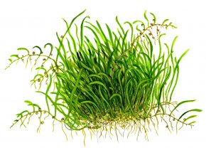 Utricularia graminifolia (Delenie rastlín Tropica - 1­2­GROW! ­ Laboratórne pestované rastliny)