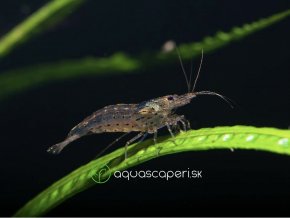 Kreveta Amano - Caridina Japonica