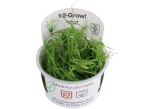 Limitovaná ponuka: Juncus repens