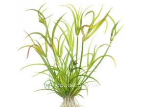 Juncus repens