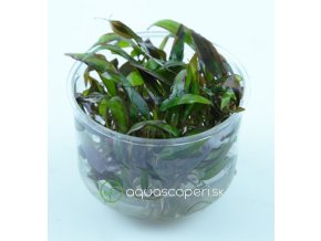 Cryptocoryne affinis 'Red'