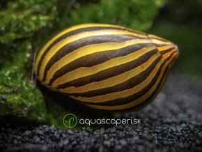 Slimák Neritina sp. Paralella