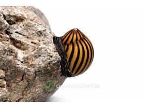 Zebra Nerite slimák na kameni