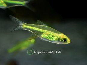 Razbora ranongská - Microdevario kubotai