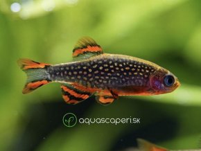 Razbora galaxy - Danio margaritatus