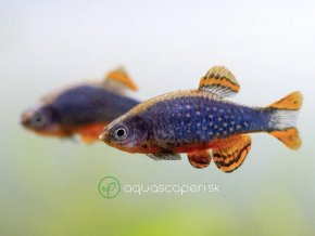 Razbora galaxy - Danio margaritatus