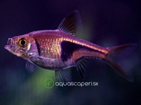 Razbora klinoškvrnná - Rasbora (Trigonostigma) heteromorpha