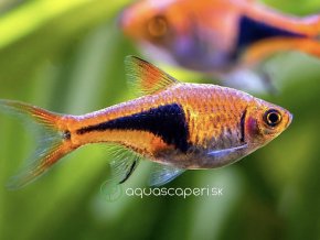 Razbora klinoškvrnná - Rasbora (Trigonostigma) heteromorpha