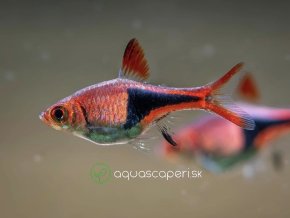 Razbora klinoškvrnná - Rasbora (Trigonostigma) heteromorpha
