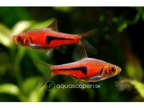 9294 razbora espeho rasbora espei