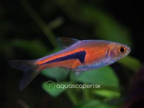 Razbora Espeho - Rasbora espei