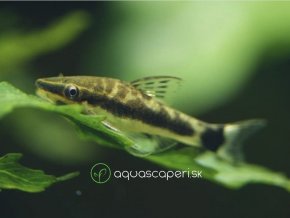 Prísavník jednopruhý - Otocinclus affinis