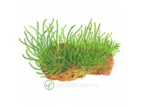 Leptodictyum riparium (Delenie rastlín Tropica - 1­2­GROW! ­ Laboratórne pestované rastliny)