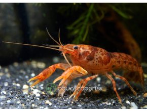 CPO Mini ráčik - Cambarellus patzcuarensis orange