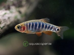 Razbora Barmská - Danio erythromicron