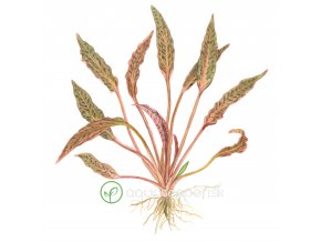 9849 cryptocoryne nurii