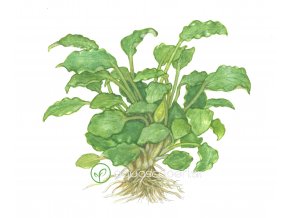 Schismatoglottis prietoi (Delenie rastlín Tropica - 1­2­GROW! ­ Laboratórne pestované rastliny)