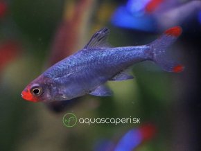 Razbora Sawbwa – Rasbora Sawbwa