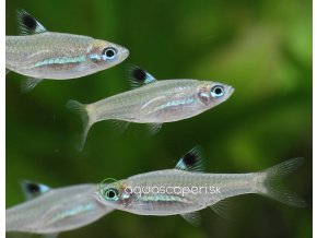 Razbora Okoškvrnná – Rasbora dorsiocellata