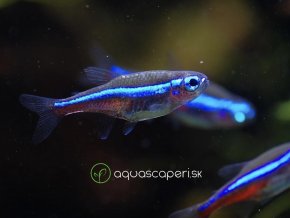 Neónka Modrá – Paracheirodon Simulans